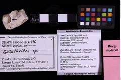 Foto (Objekt + Etiketten) von Galatheites britmelanarum (Robins & Klompmaker, 2019) (NHMW-GEO-1990-0041-0476)